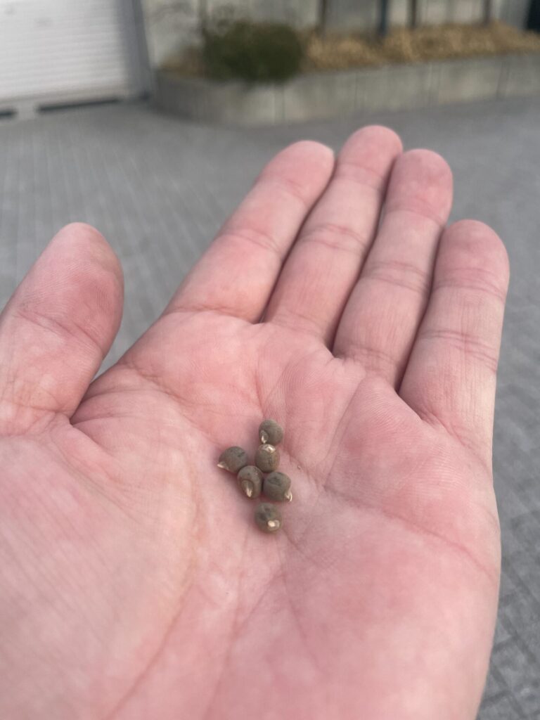 オクラの種を蒔きました